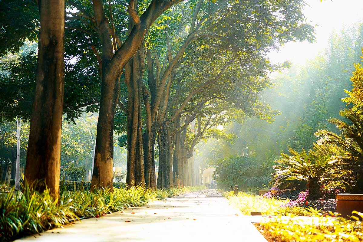 Tree-lined pathway