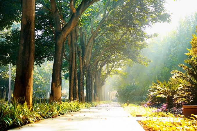 Sunlit garden walkway